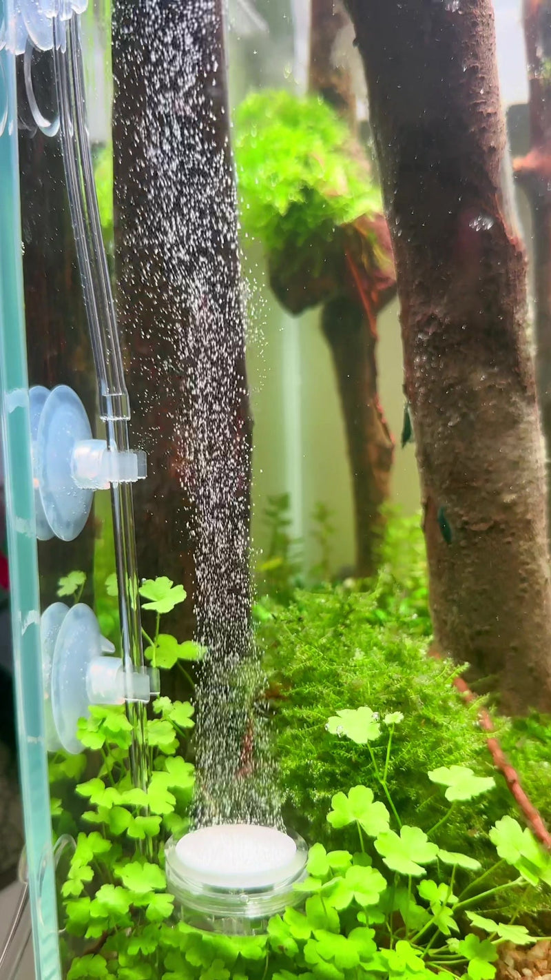 TikTok video by @aquascaping.passion